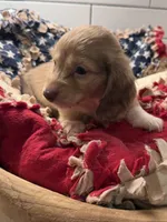 Purple girl , a female Miniature Dachshund for sale in Jasper, GA – 1 of 3