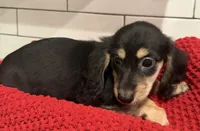Purple girl , a female Miniature Dachshund for sale in Jasper, GA – 6 of 6
