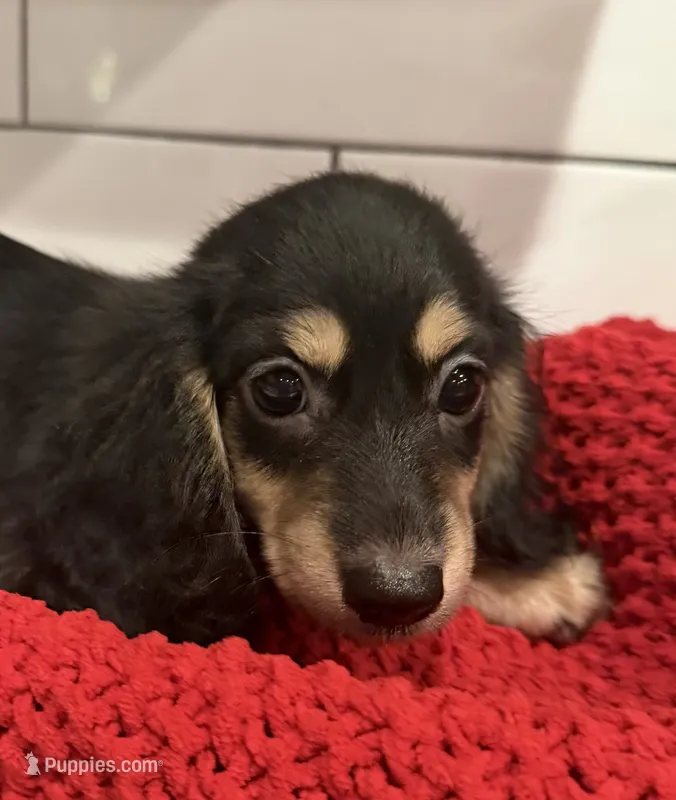 Purple girl  – Miniature Dachshund puppy for sale in Jasper, GA