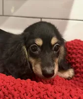 Purple girl , a female Miniature Dachshund for sale in Jasper, GA – 1 of 6