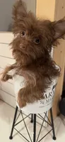 Boy 2, a male Yorkipoo for sale in Jasper, GA – 2 of 3