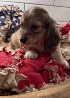 Red girl , a female Miniature Dachshund for sale in Jasper, GA – 3 of 6