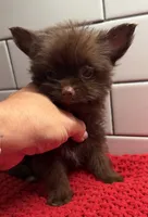 Boy 1 , a male Yorkipoo for sale in Jasper, GA – 2 of 3