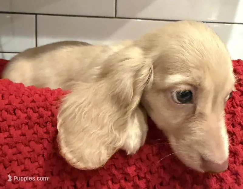 Brown boy  – Miniature Dachshund puppy for sale in Jasper, GA