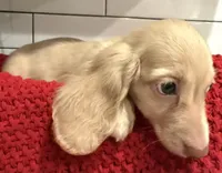 Brown boy , a male Miniature Dachshund for sale in Jasper, GA – 1 of 3