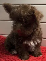 Boy 2, a male Yorkipoo for sale in Jasper, GA – 1 of 4