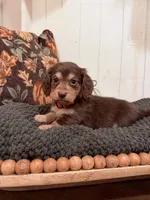 Orange collar, a male Miniature Dachshund for sale in Jasper, GA – 2 of 3