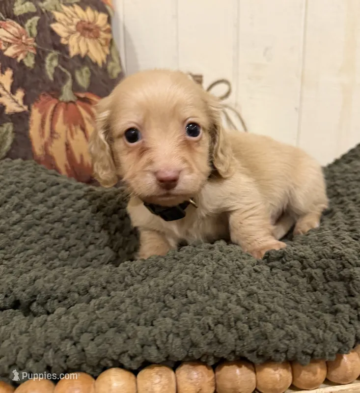 Black collar  – Miniature Dachshund puppy for sale in Jasper, GA