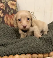 Black collar , a male Miniature Dachshund for sale in Jasper, GA – 1 of 4