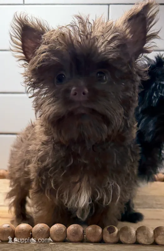 Boy 2 – Yorkipoo puppy for sale in Jasper, GA