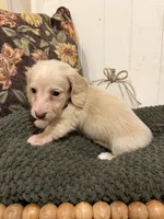 Brown collar, a male Miniature Dachshund for sale in Jasper, GA – 2 of 3