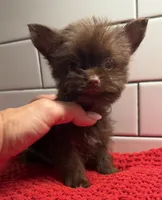 Boy 1 , a male Yorkipoo for sale in Jasper, GA – 3 of 3