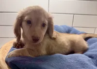 purple girl, a female Miniature Dachshund for sale in Jasper, GA – 2 of 4