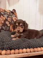Orange collar, a male Miniature Dachshund for sale in Jasper, GA – 3 of 3