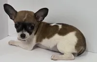 Guinevere , a female Chihuahua for sale in Augusta, GA – 3 of 5