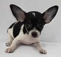 King Arthur , a male Chihuahua for sale in Augusta, GA – 4 of 5
