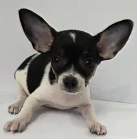King Arthur , a male Chihuahua for sale in Augusta, GA – 2 of 5