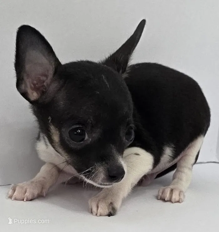 Sir Lancelot – Chihuahua puppy for sale in Augusta, GA