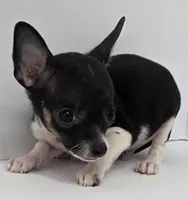 Sir Lancelot, a male Chihuahua for sale in Augusta, GA – 1 of 1