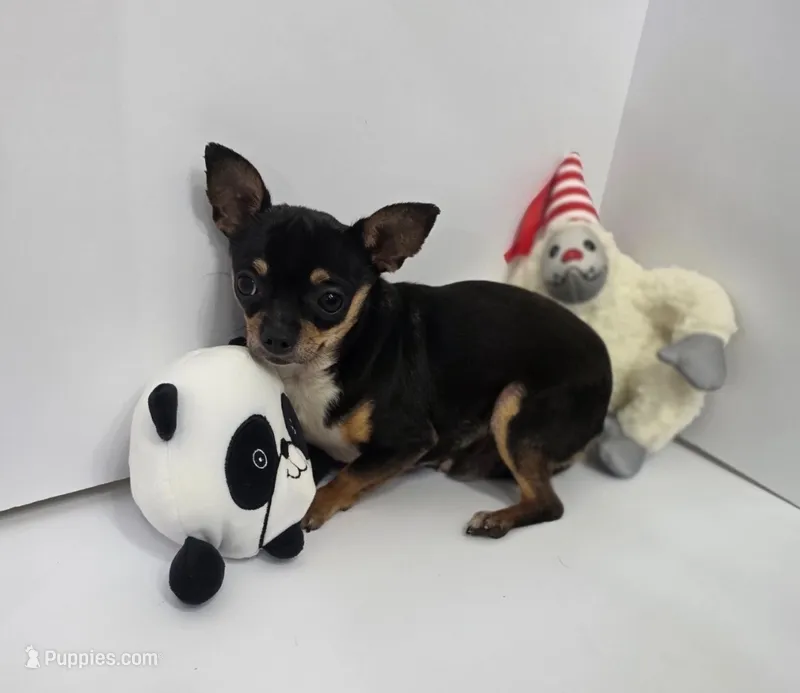 Brutus – Chihuahua puppy for sale in Augusta, GA