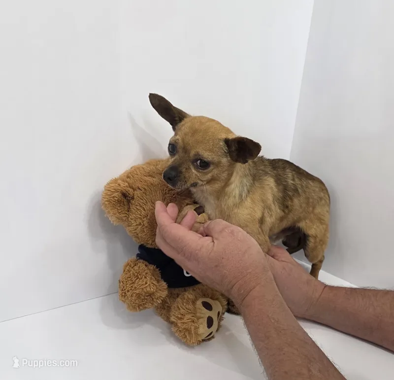 Scrappy – Chihuahua puppy for sale in Augusta, GA