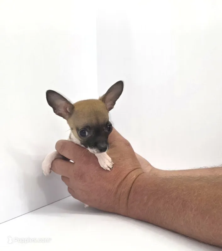 Xcalibar – Chihuahua puppy for sale in Augusta, GA