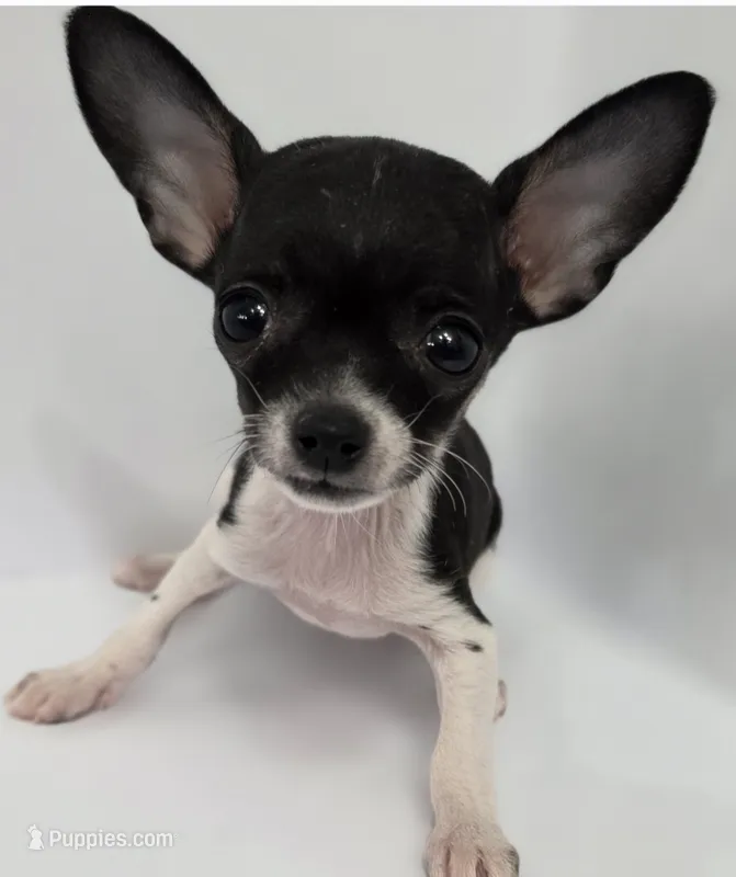 Sir Lancelot – Chihuahua puppy for sale in Augusta, GA