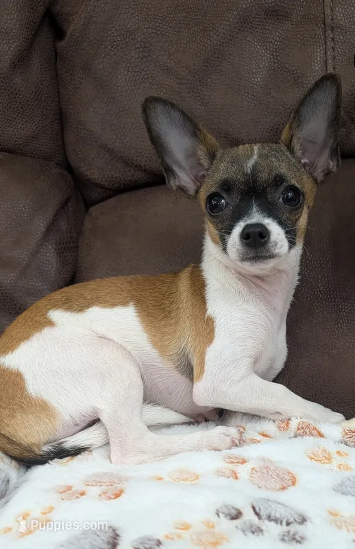Gwen – Chihuahua puppy for sale in Augusta, GA