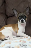 Gwen, a female Chihuahua for sale in Augusta, GA – 2 of 3