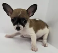 Guinevere , a female Chihuahua for sale in Augusta, GA – 2 of 5