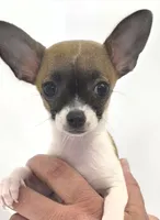 Guinevere, a female Chihuahua for sale in Augusta, GA – 1 of 10