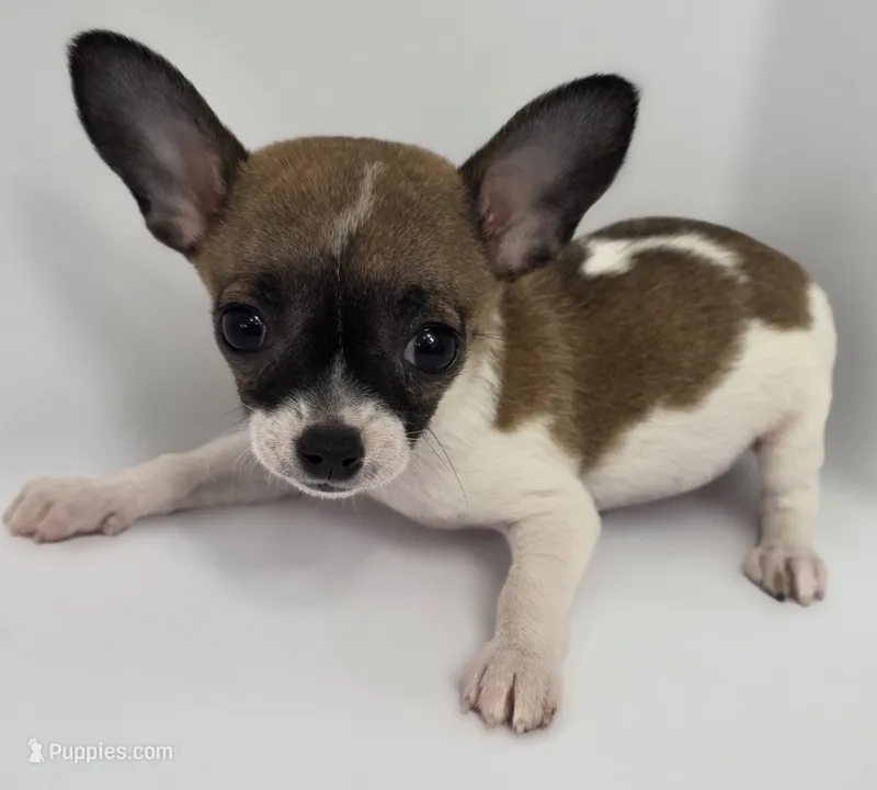 Guinevere  – Chihuahua puppy for sale in Augusta, GA