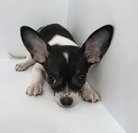 King Arthur , a male Chihuahua for sale in Augusta, GA – 5 of 5