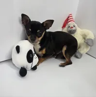 Brutus, a male Chihuahua for sale in Augusta, GA – 2 of 2