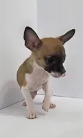 Xcalibar, a male Chihuahua for sale in Augusta, GA – 2 of 3