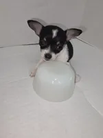 Oreo, a male Chihuahua for sale in Augusta, GA – Photo 5 of 6