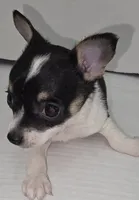 Oreo, a male Chihuahua for sale in Augusta, GA – Photo 2 of 6