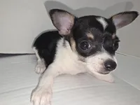Oreo, a male Chihuahua for sale in Augusta, GA – Photo 4 of 6