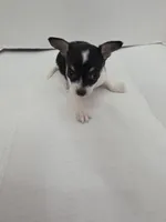 Oreo, a male Chihuahua for sale in Augusta, GA – Photo 6 of 6