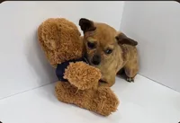 Scrappy, a male Chihuahua for sale in Augusta, GA – 3 of 3