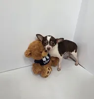 Thor, a male Chihuahua for sale in Augusta, GA – 1 of 4