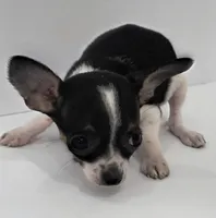 Morganna , a female Chihuahua for sale in Augusta, GA – 2 of 2