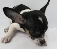 King Arthur , a male Chihuahua for sale in Augusta, GA – 3 of 5