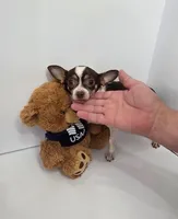 Thor, a male Chihuahua for sale in Augusta, GA – 4 of 4