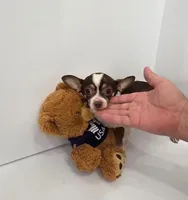 Thor, a male Chihuahua for sale in Augusta, GA – 2 of 4