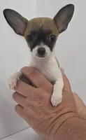 Guinevere, a female Chihuahua for sale in Augusta, GA – 3 of 10
