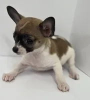 Guinevere , a female Chihuahua for sale in Augusta, GA – 4 of 5