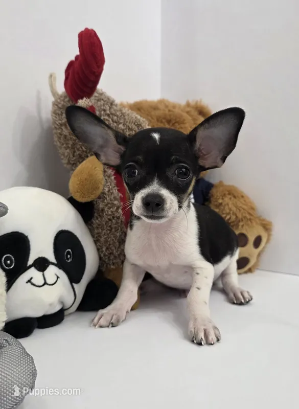 King Arthur – Chihuahua puppy for sale in Augusta, GA