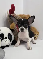 King Arthur, a male Chihuahua for sale in Augusta, GA – 1 of 7