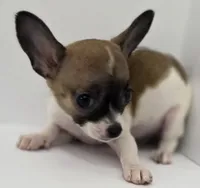 Guinevere , a female Chihuahua for sale in Augusta, GA – 5 of 5